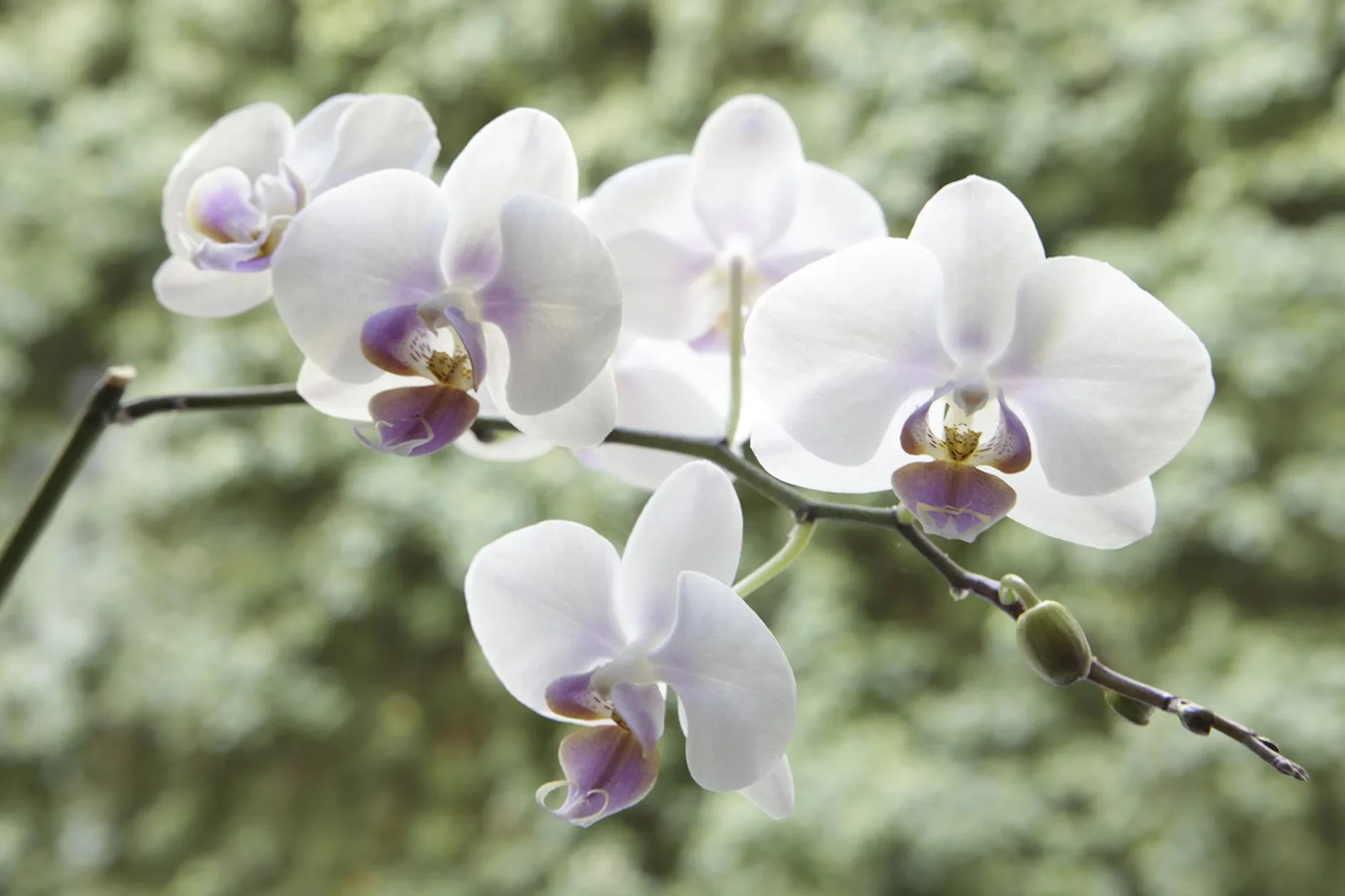 integrative traumatherapy naturopath berlin