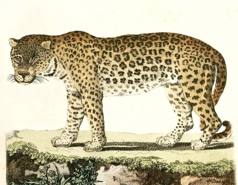Illustration of a leopard symbolizing instinctual responses, fight-flight reaction, and nervous system regulation