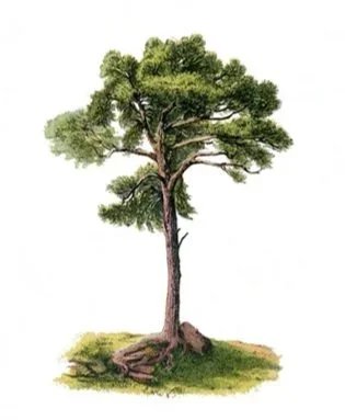 Baum-Illustration für biologische Balance, Hormone, Zyklus und Wechseljahre