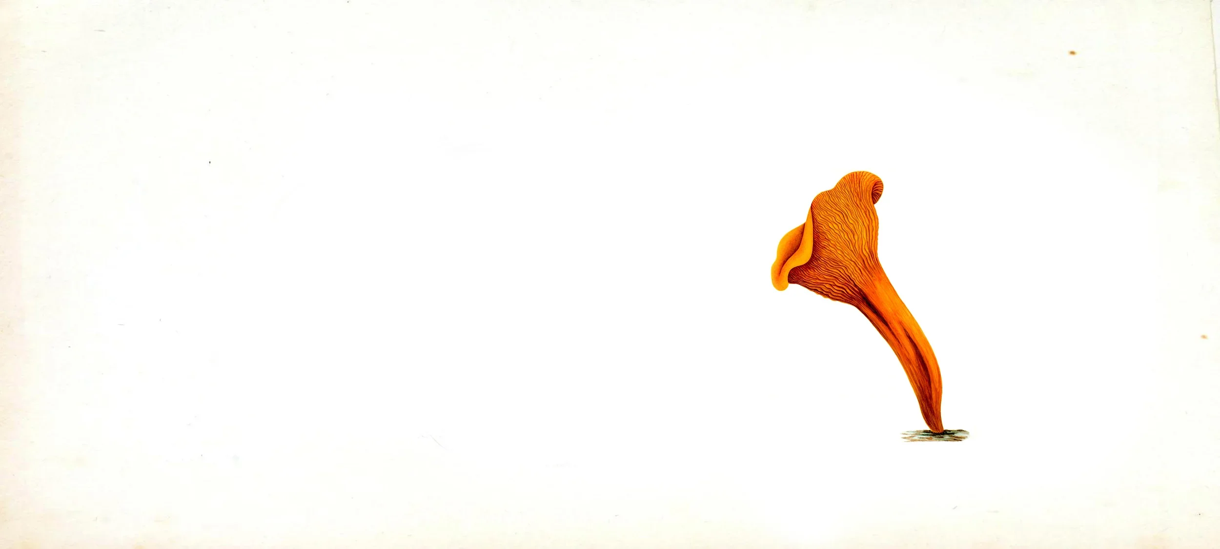 ganzheitlicher Gesundheitsblog.webp