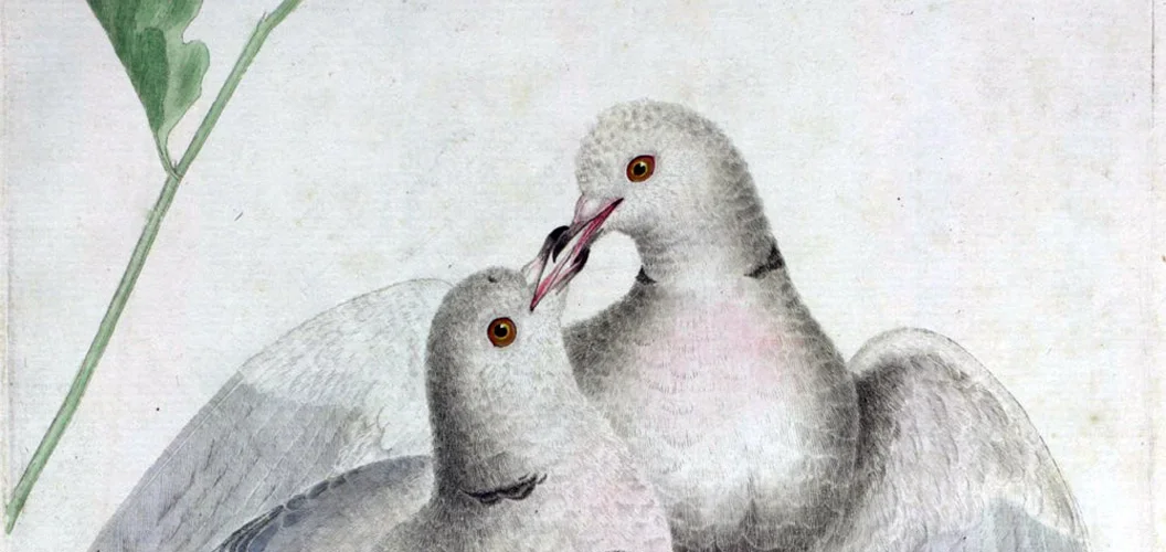 Frauengesundheit - Women´s health durch ganzheitliche Methoden wie Homöopathie, Akupunktur, Traumatherapie