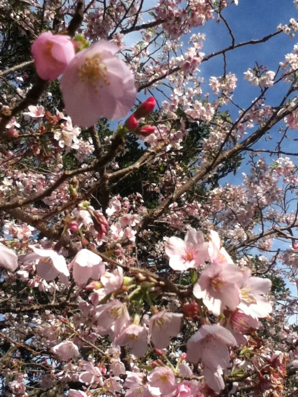 Cherry blossom picnic