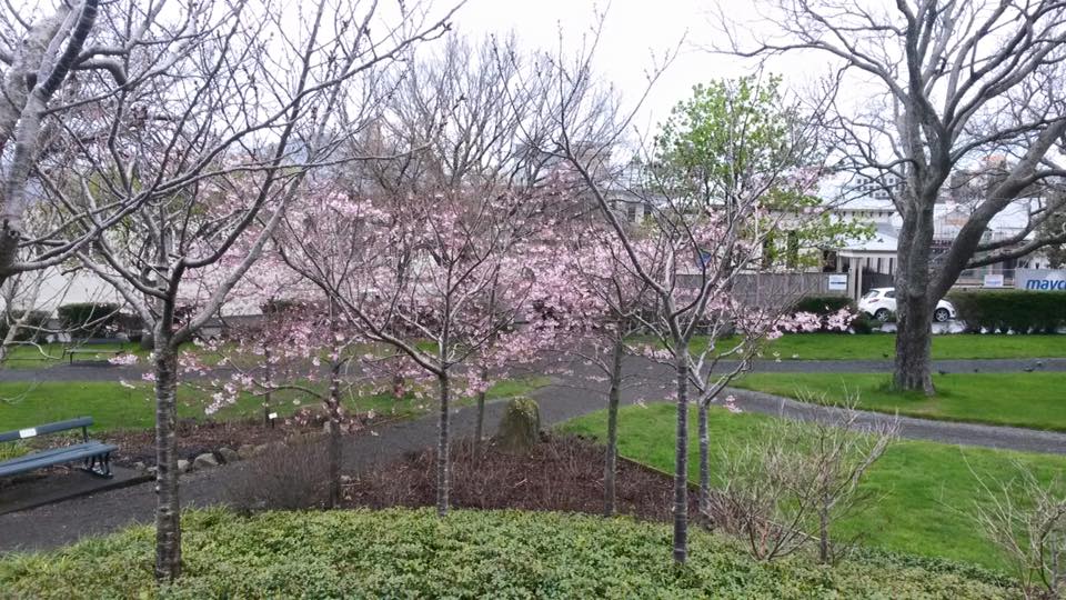 Hanami3.jpg