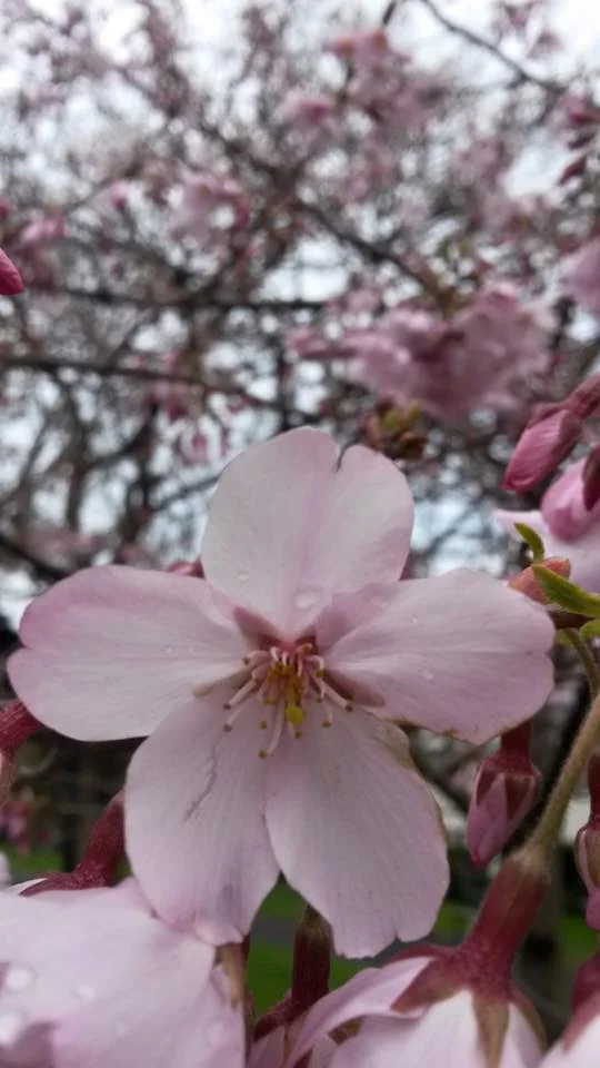  Hanami (Cherry Blossom Viewing) Picnic - 27 September 2015