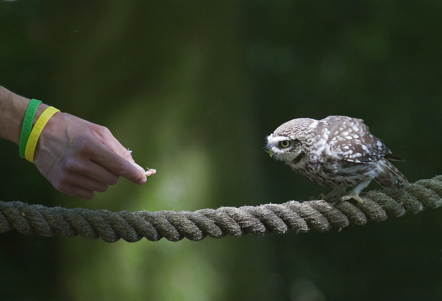 Image by Marilyn Peddle used under creative commons license