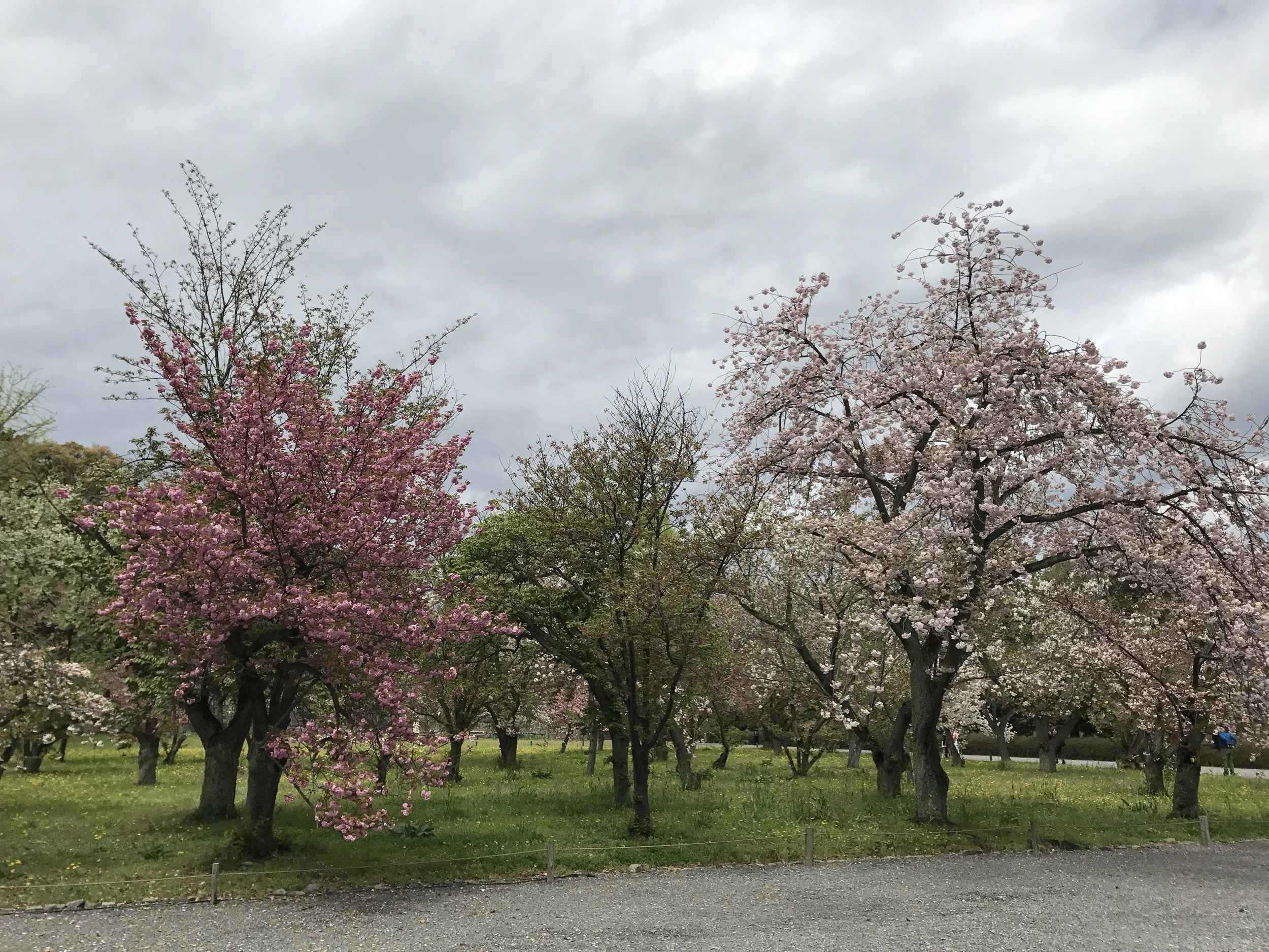 Journey of a thousand snacks: Update 2 -  Kyoto, again.&nbsp;