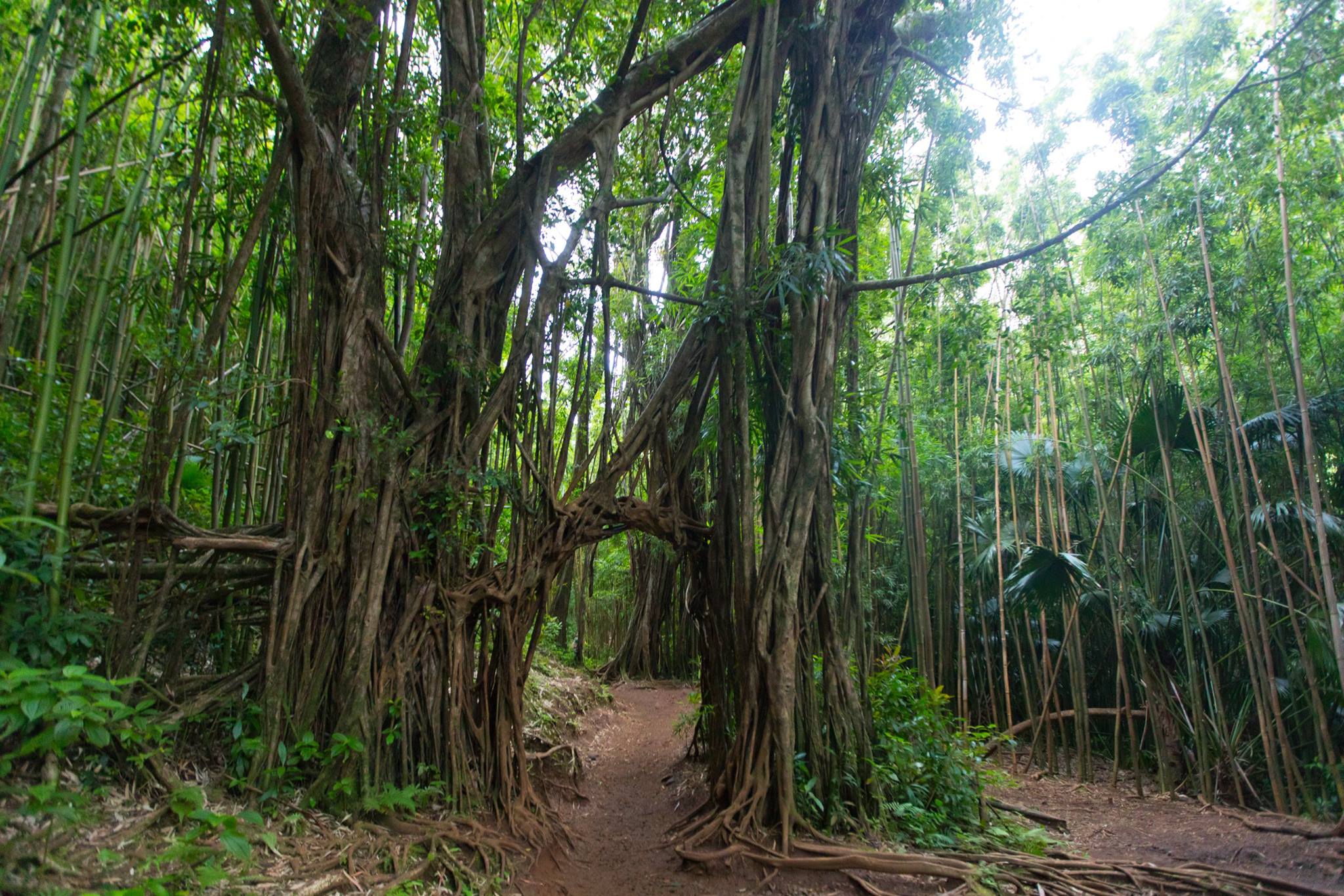 hiking to Manoa waterfalls