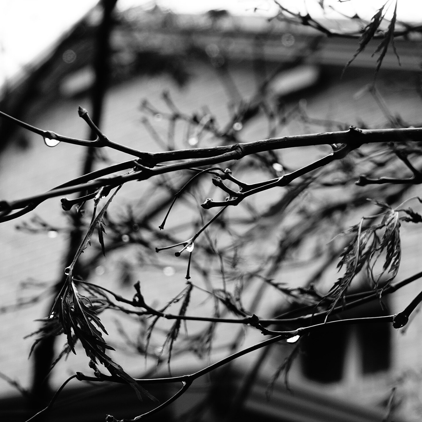 spring rain

#bnw_capture #bnw_image #bnwlife #grayscale #bw_crew #bwphotography #monocrome #colorless #retro #darkroom #fineart #photobw #fineartphotography #photo #noir #insta_bw #instablackandwhite #seoul #jongno #spring #raindrop