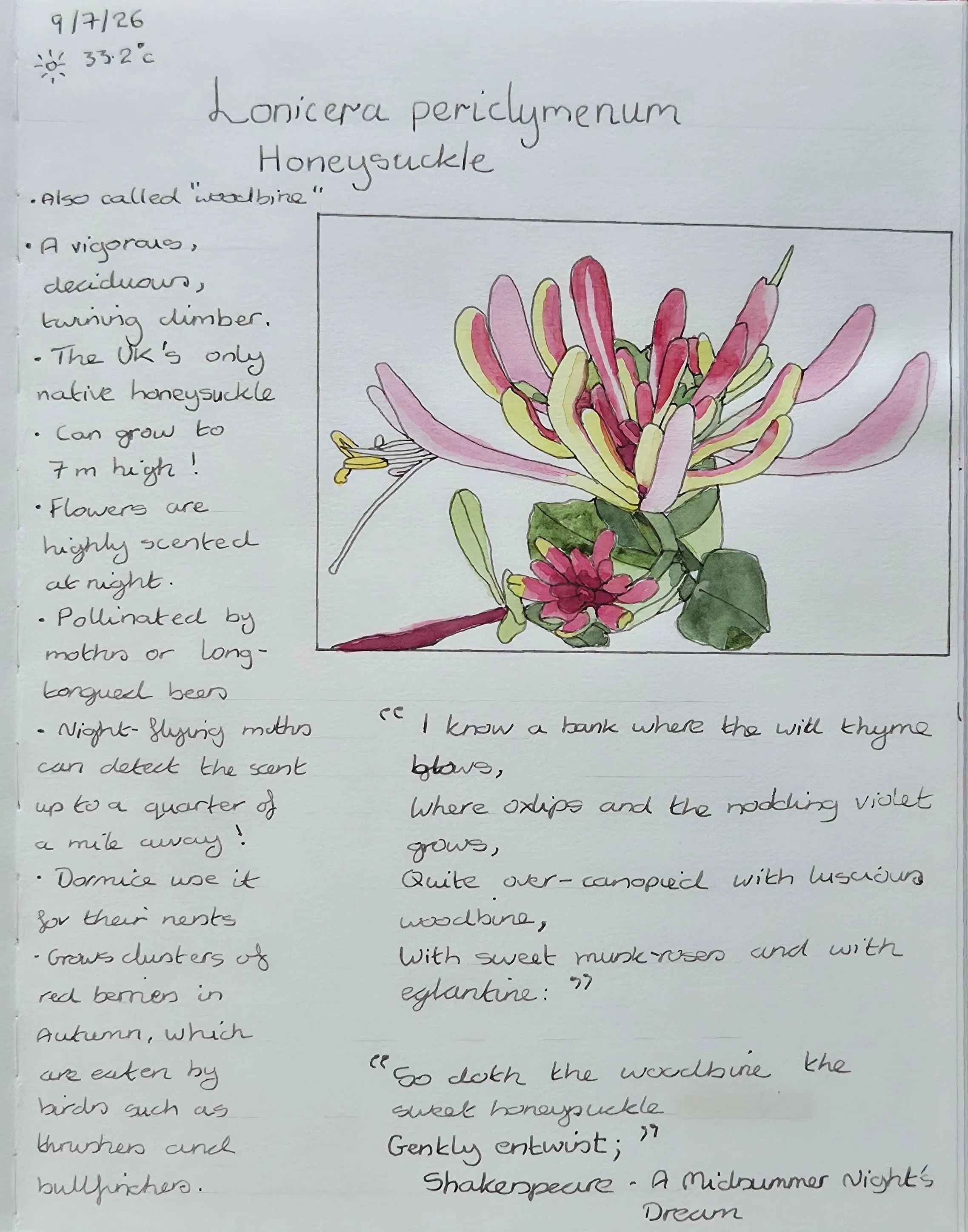Honeysuckle or Woodbine