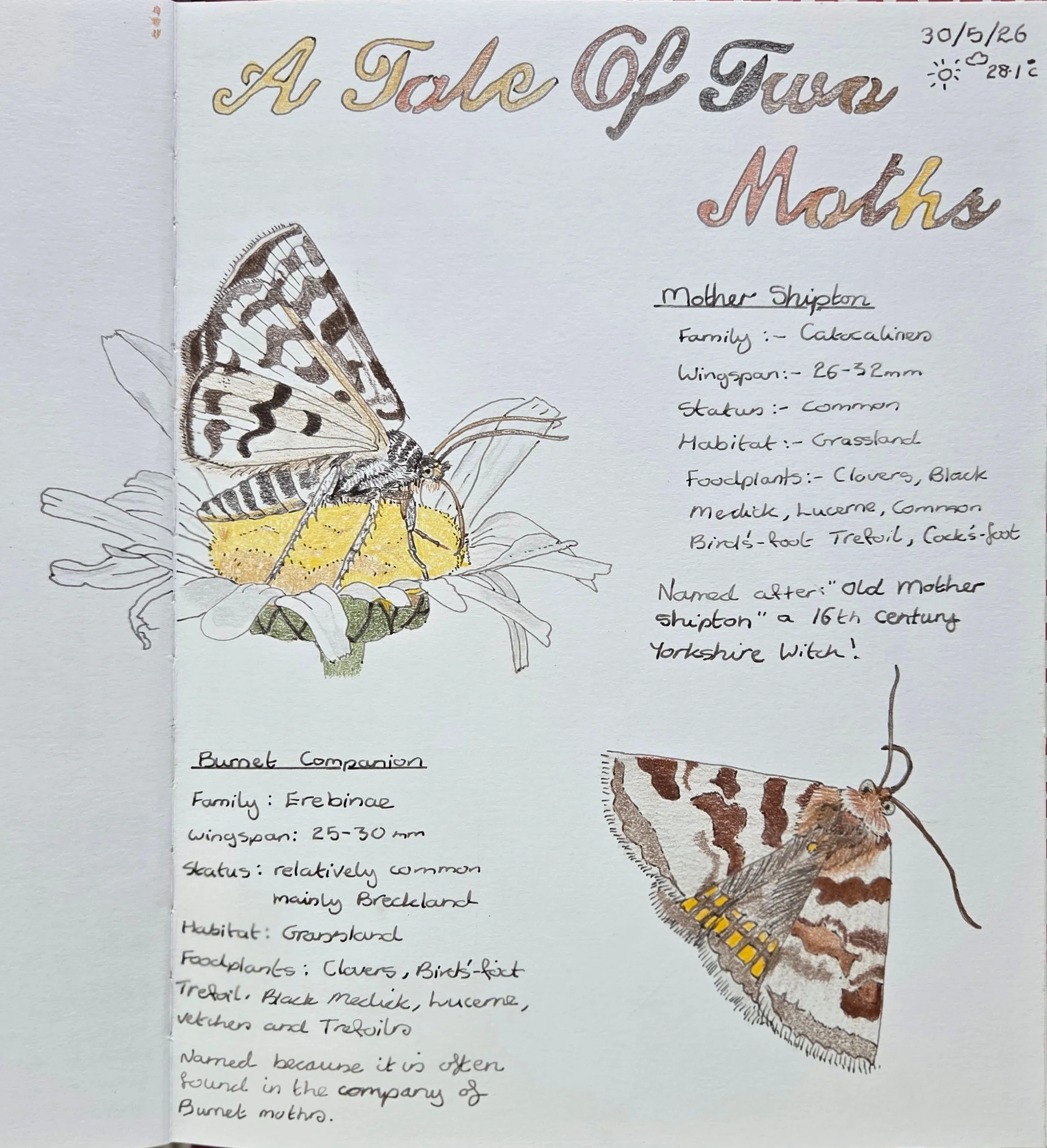 A Tale Of Two Moths