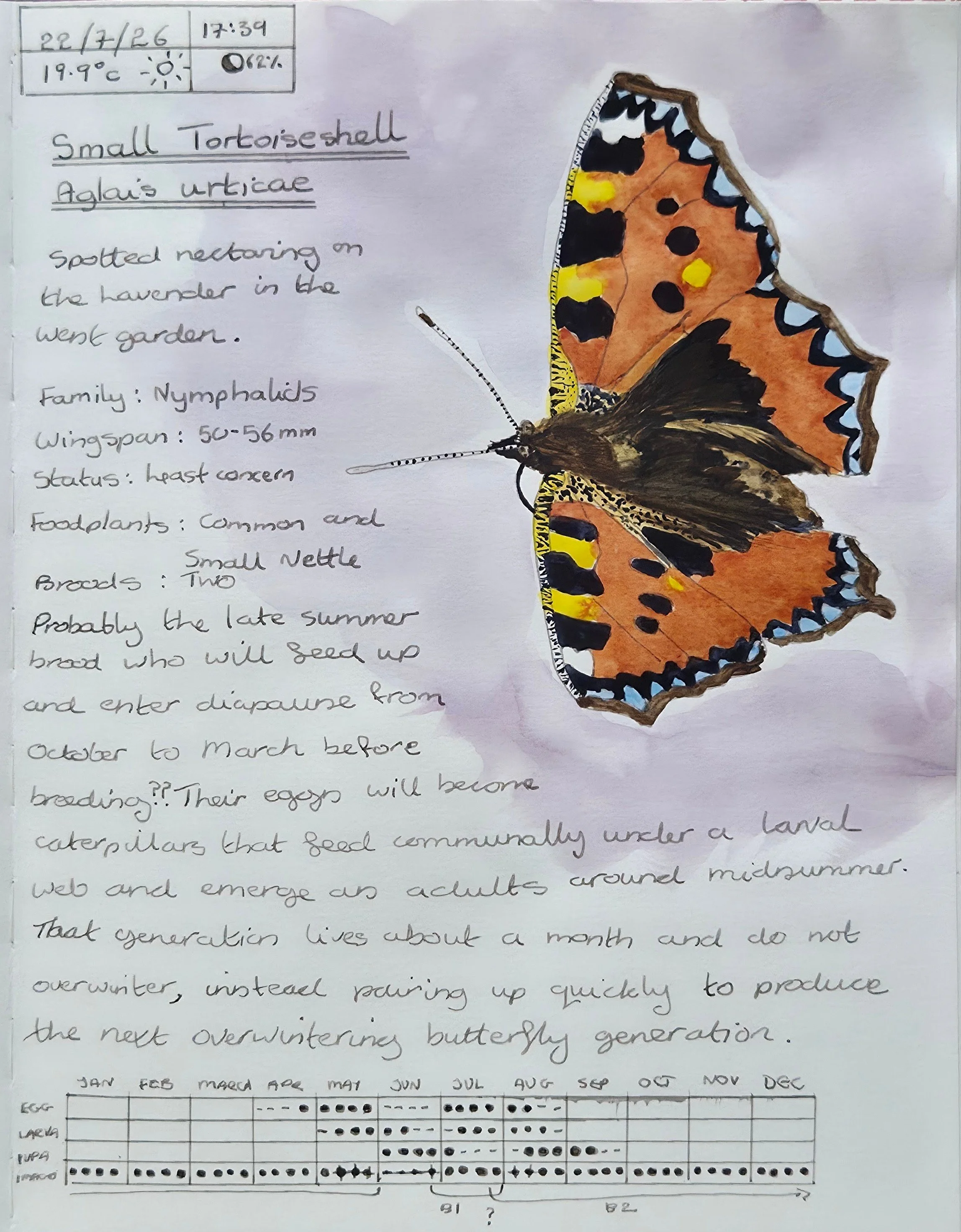 Small Tortoiseshell butterfly