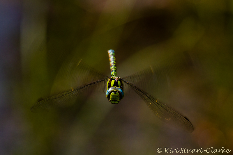 Male Southern Hawker Hovering