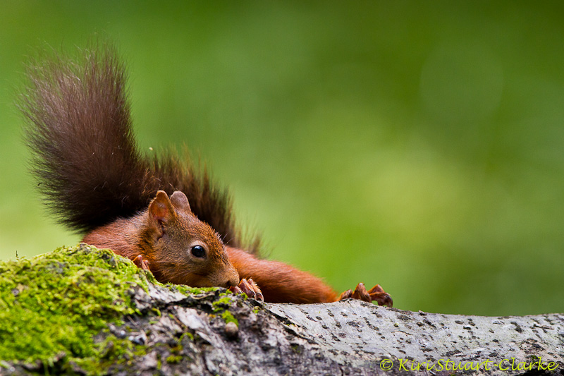 Red Squirrel On Mossy Tree
