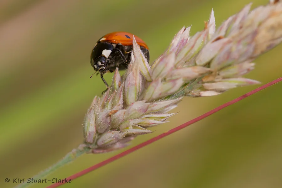 ladybird on meadow grass stalk.jpg