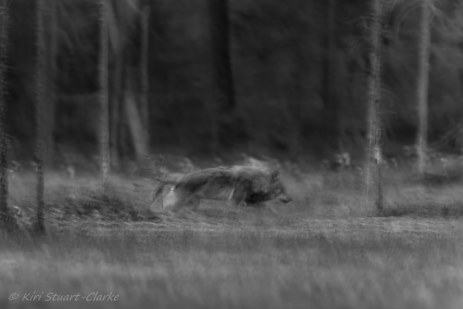 Ghostly grey wolf.jpg