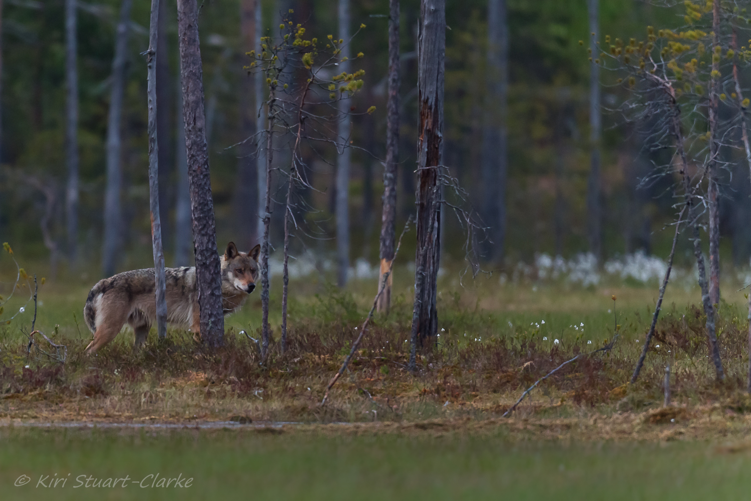 Grey wolf amongst trees.jpg