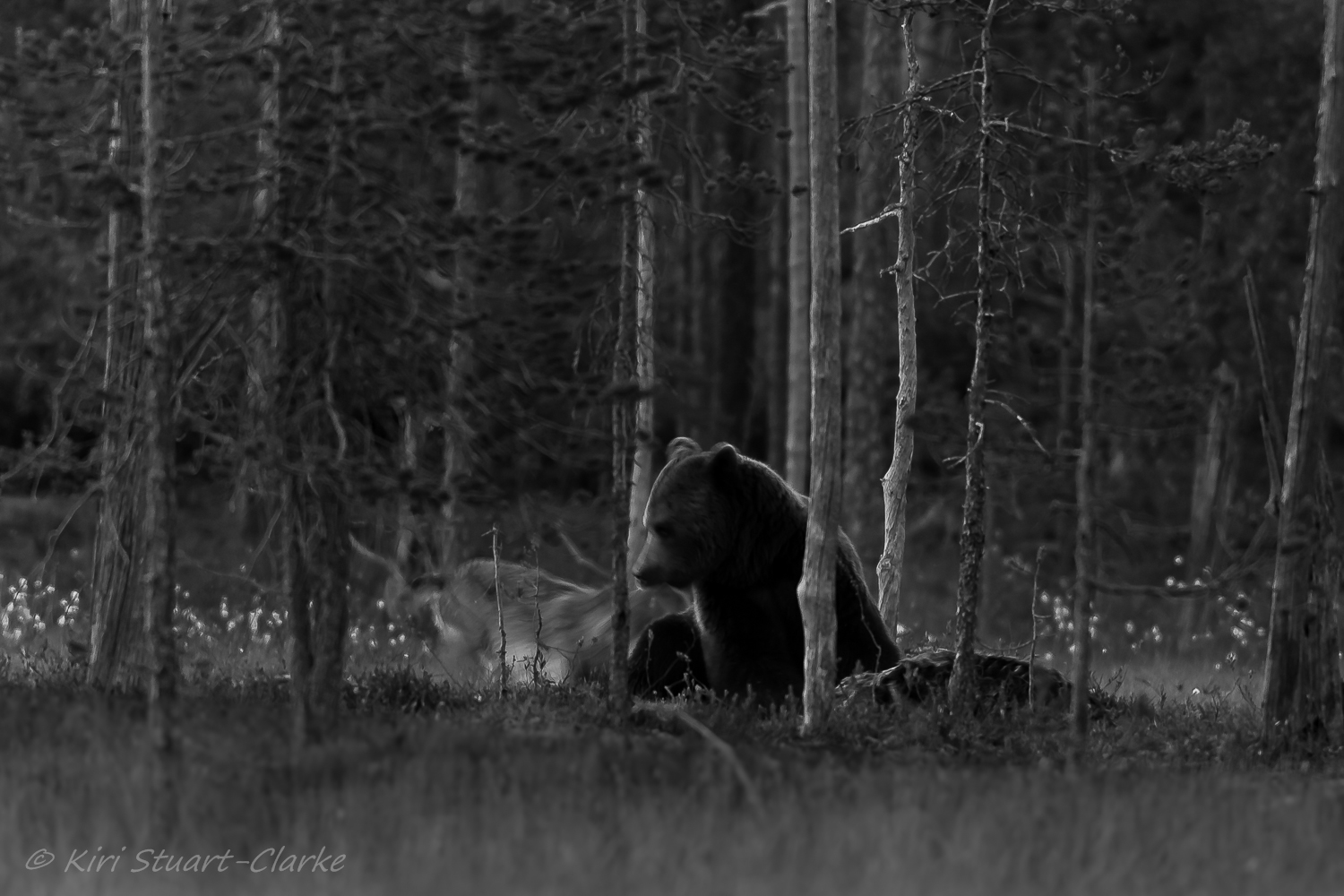 Grey wolf attacking feeding brown bear.jpg