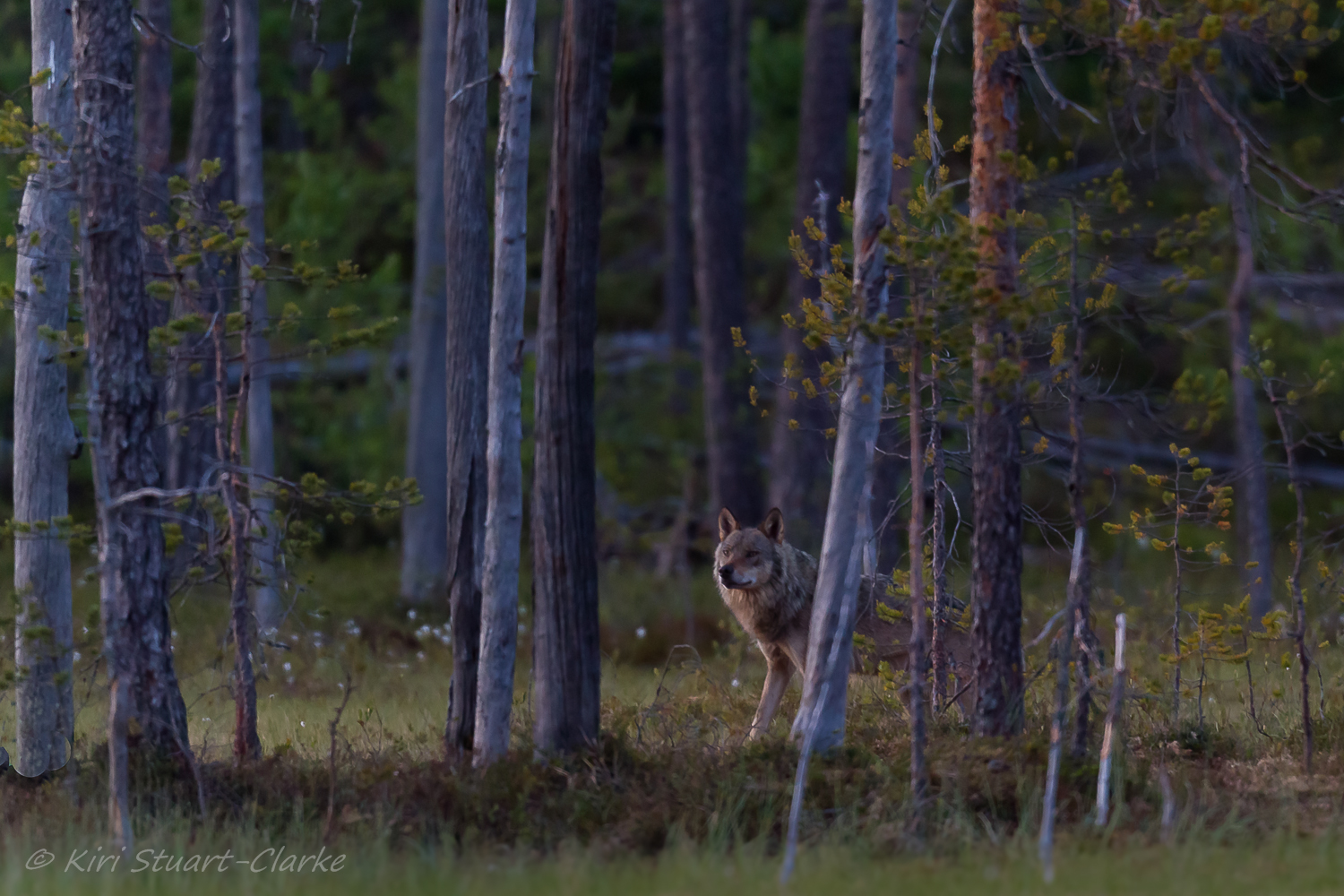 Grey wolf at dusk.jpg
