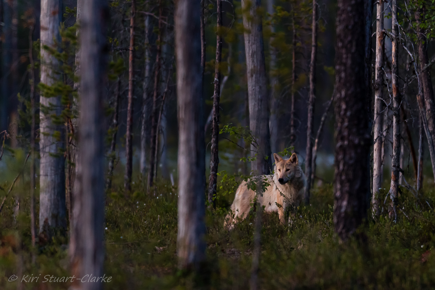 Alpha Female Wolf