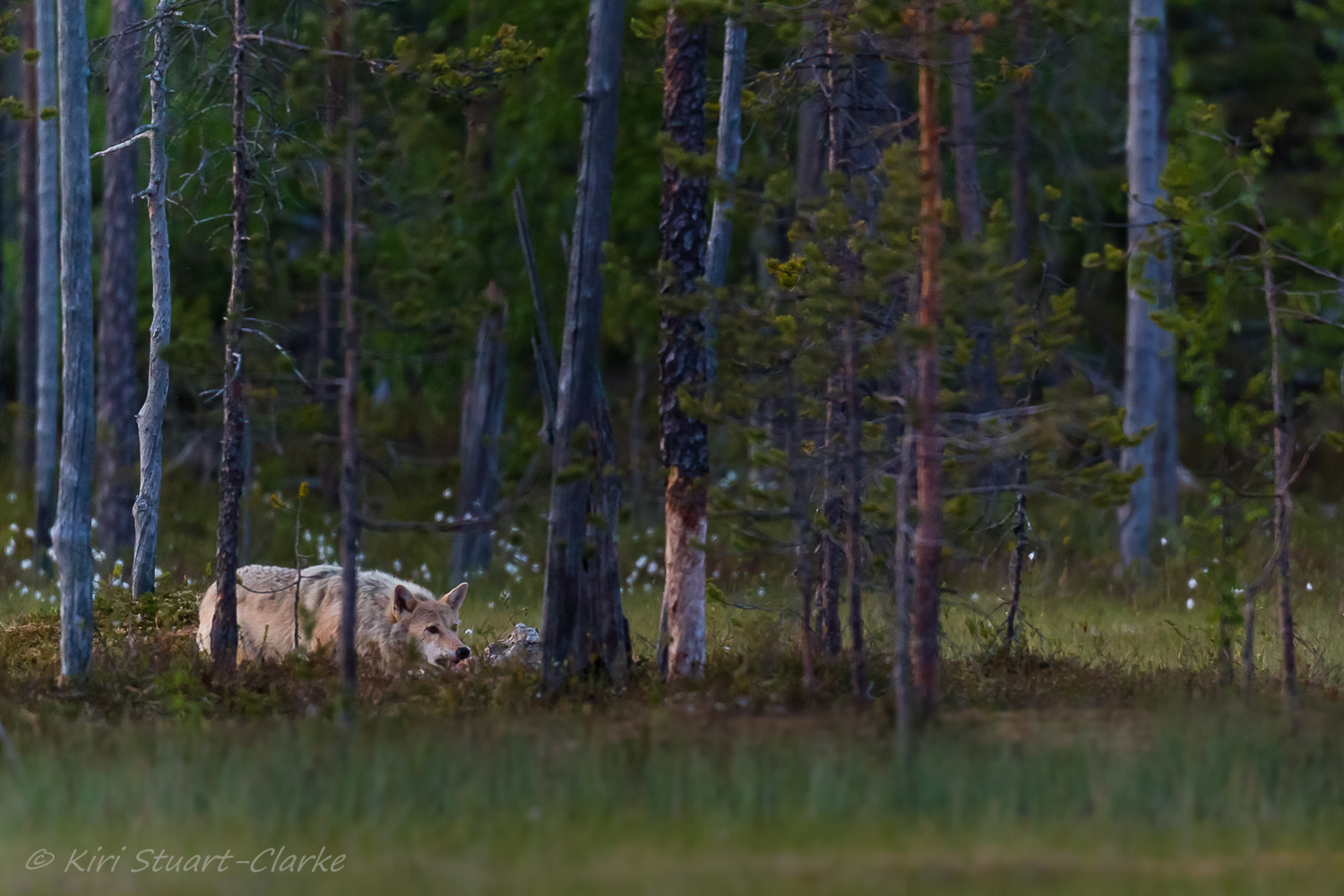 Wolf feeding on carcass.jpg