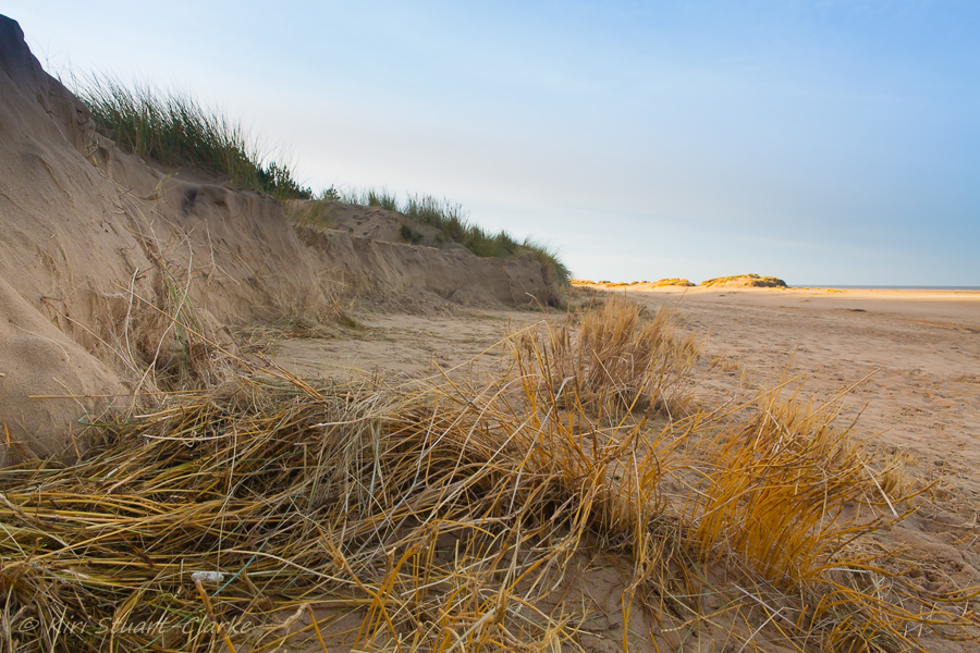 6-Exposed dune grass roots.jpg