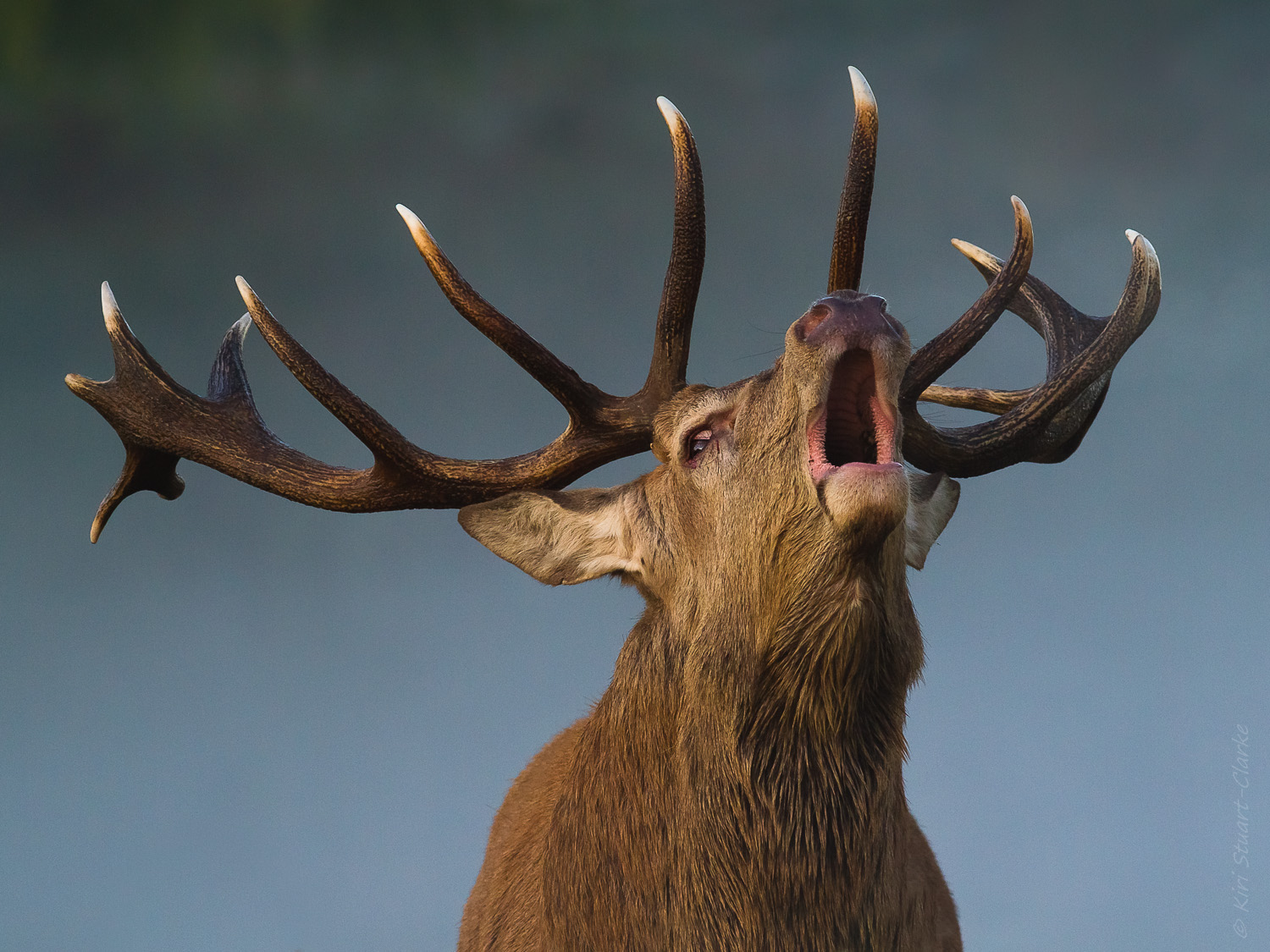 Red Stag Bellowing