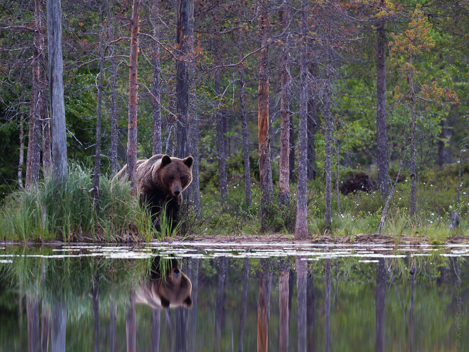 Brown bear reflection in dawn light