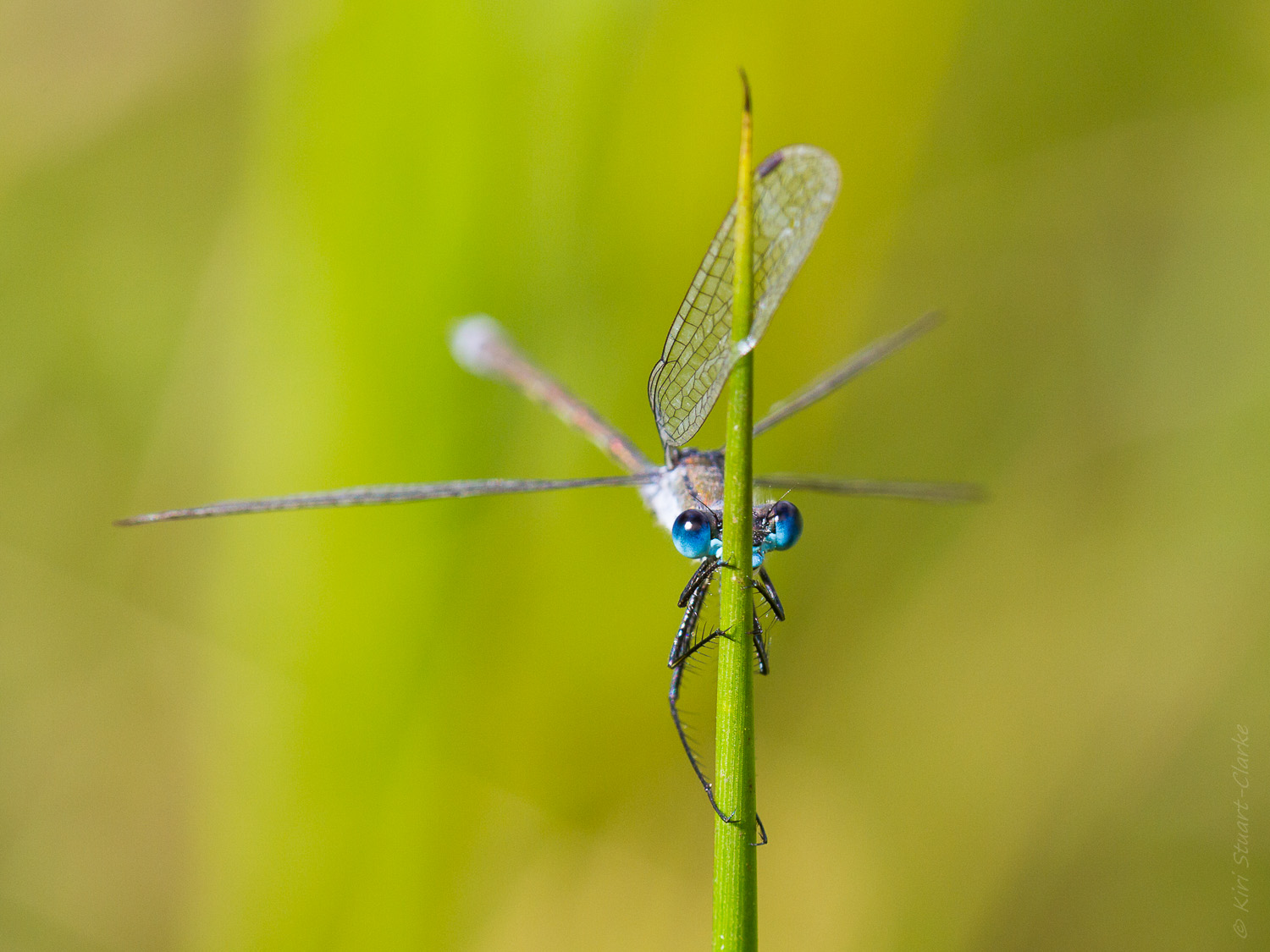 Emerald damselfly on reedtip