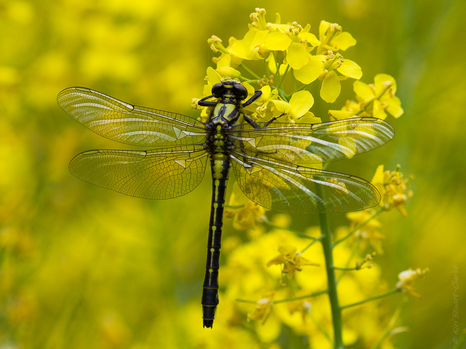 Emerging Dragonfly on Rapeseed