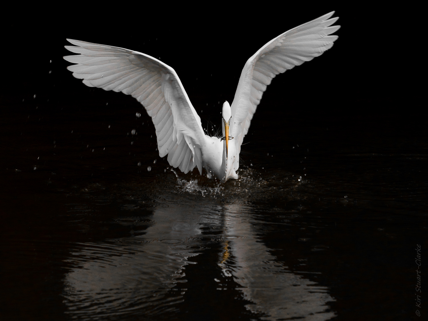 Great Egret in Feeding Frenzy