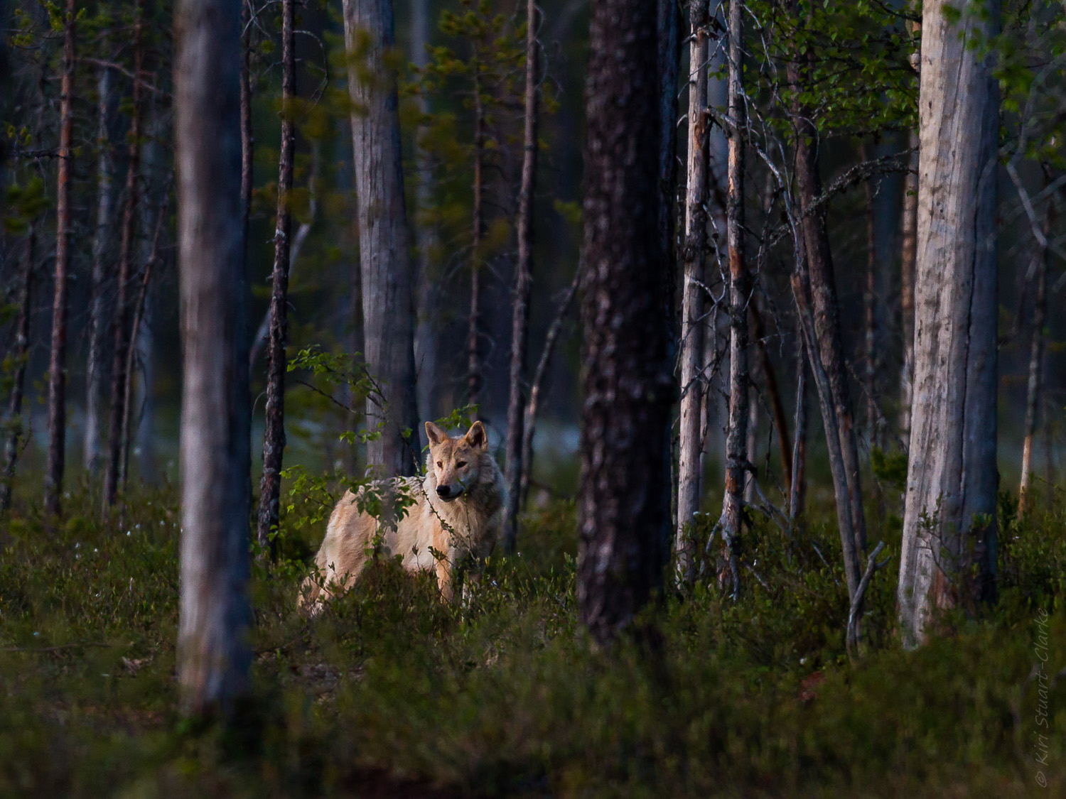 Grey Wolf In Forest