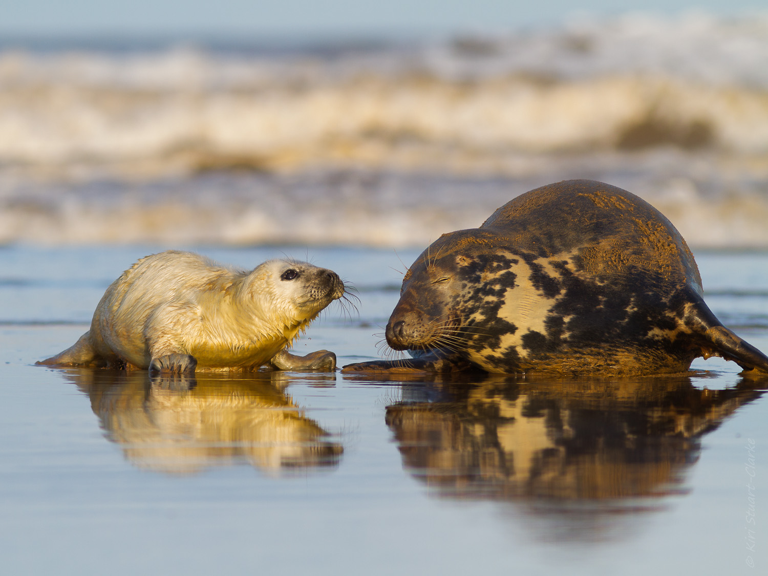 A sunlit seal pup and its affectionate mother