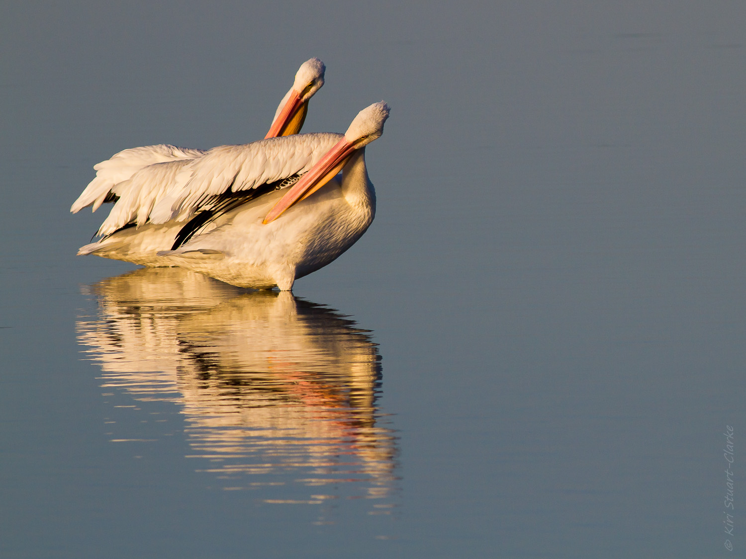 White pelicans preening in golden light