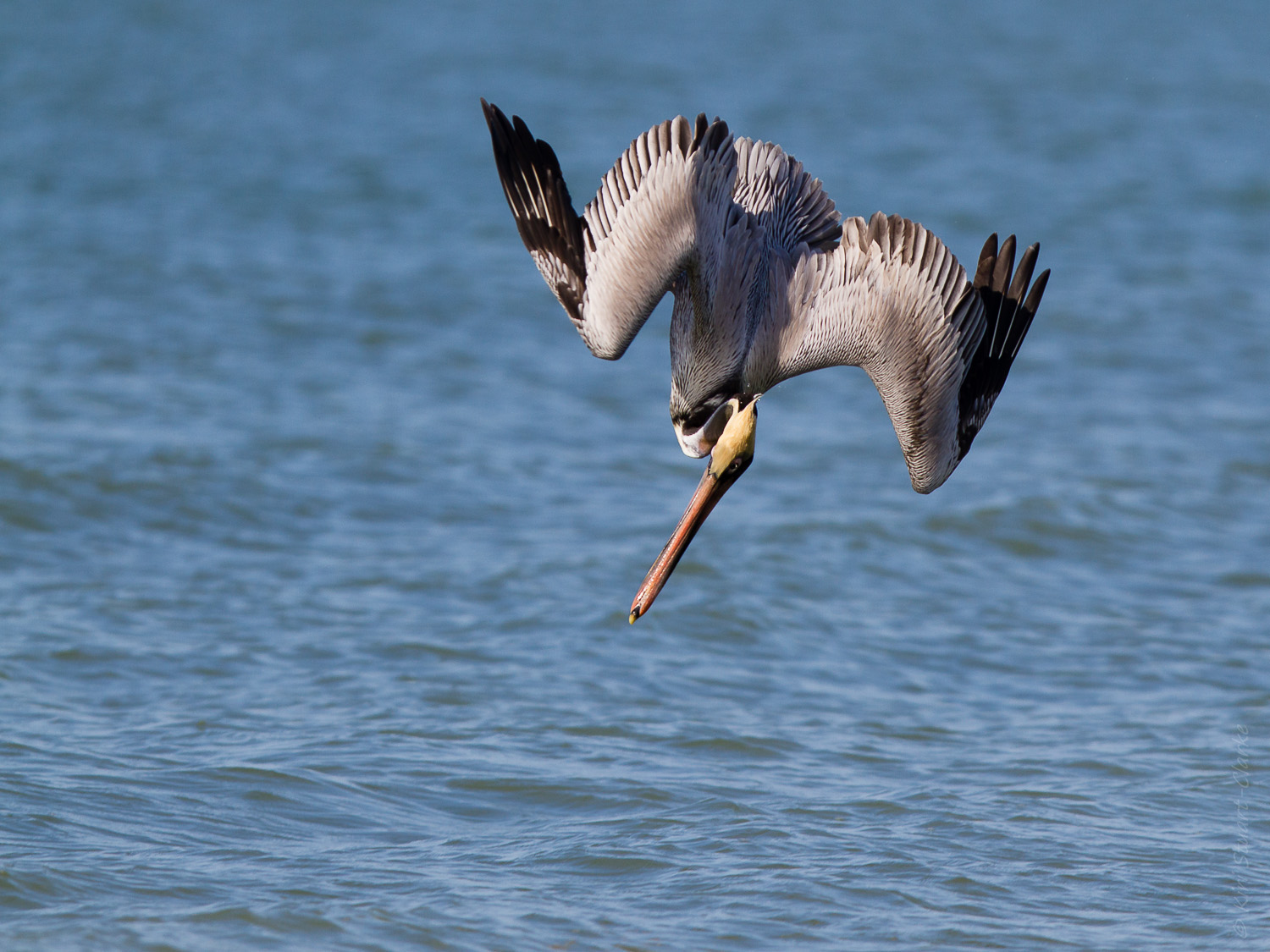 Brown Pelican Bracing for Dive