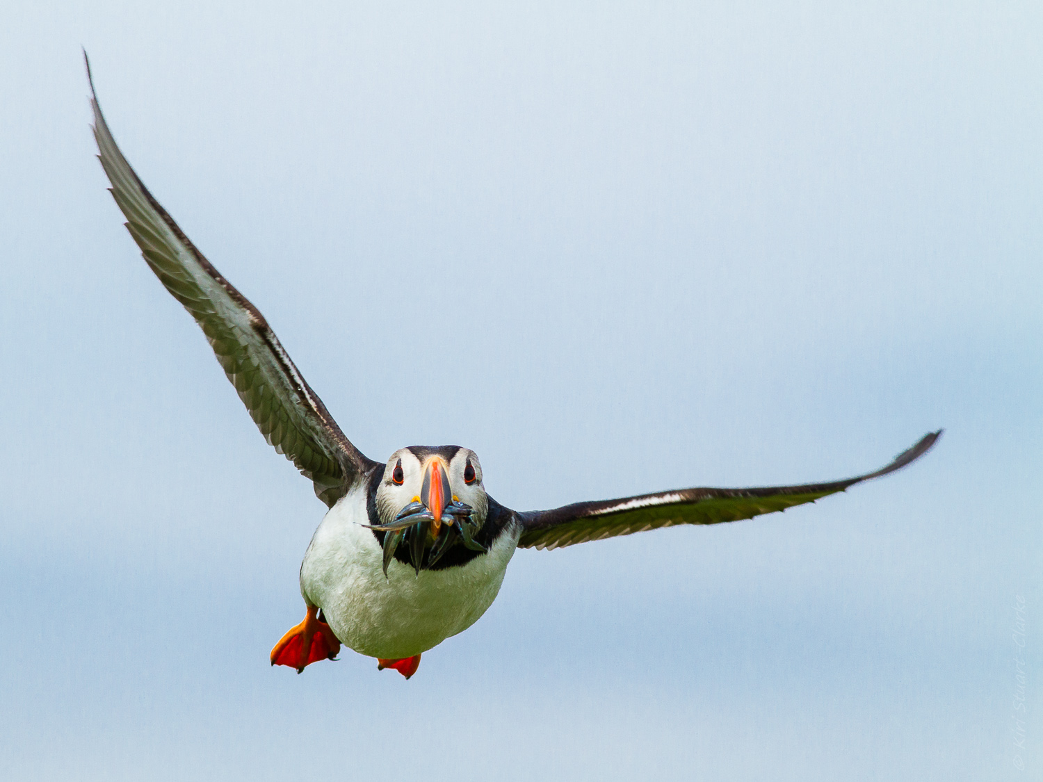 Puffin - The Farne Isles