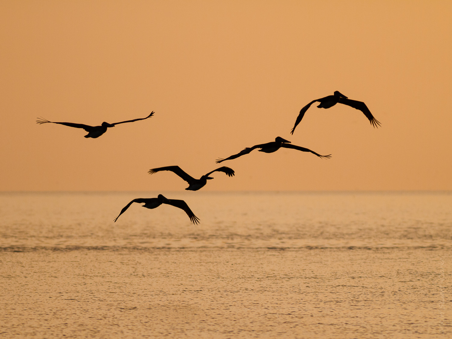 Brown pelican flying to roost