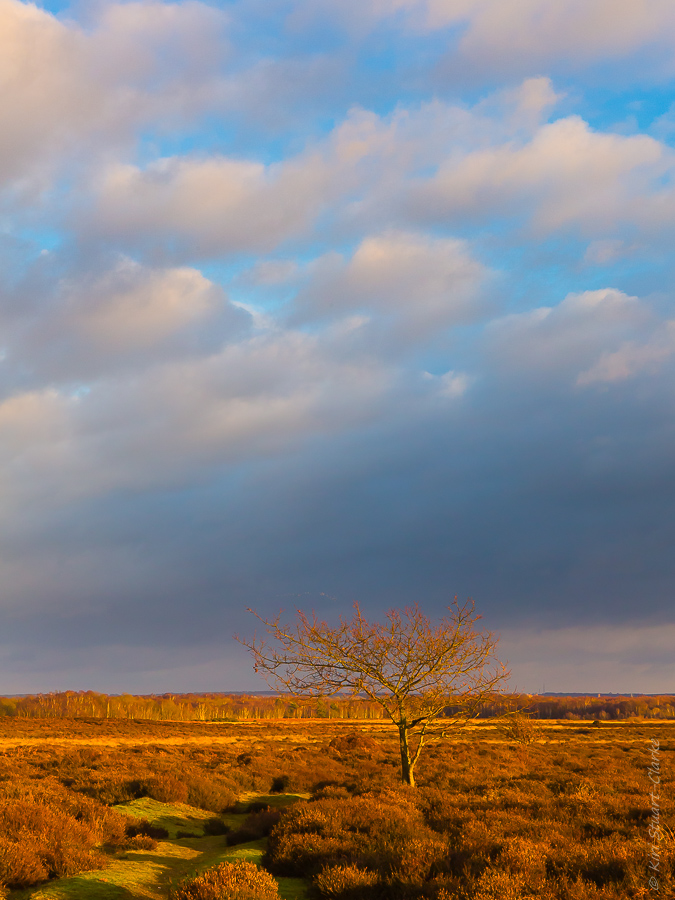  Heathland in winter 