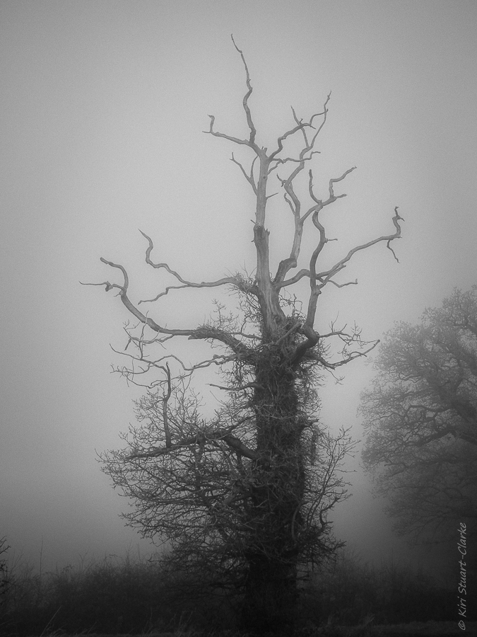  The lightning tree in mist 