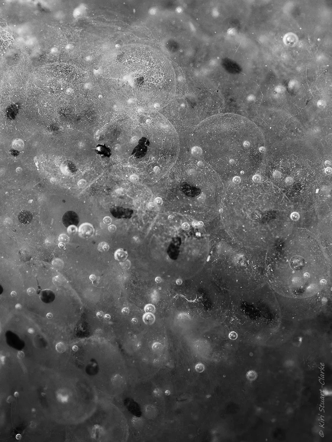Frogspawn