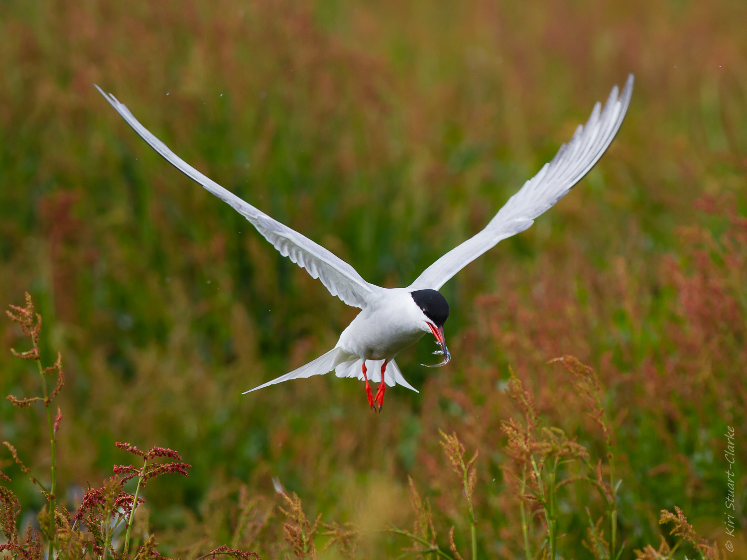 Arctic Tern - The Farne Islands