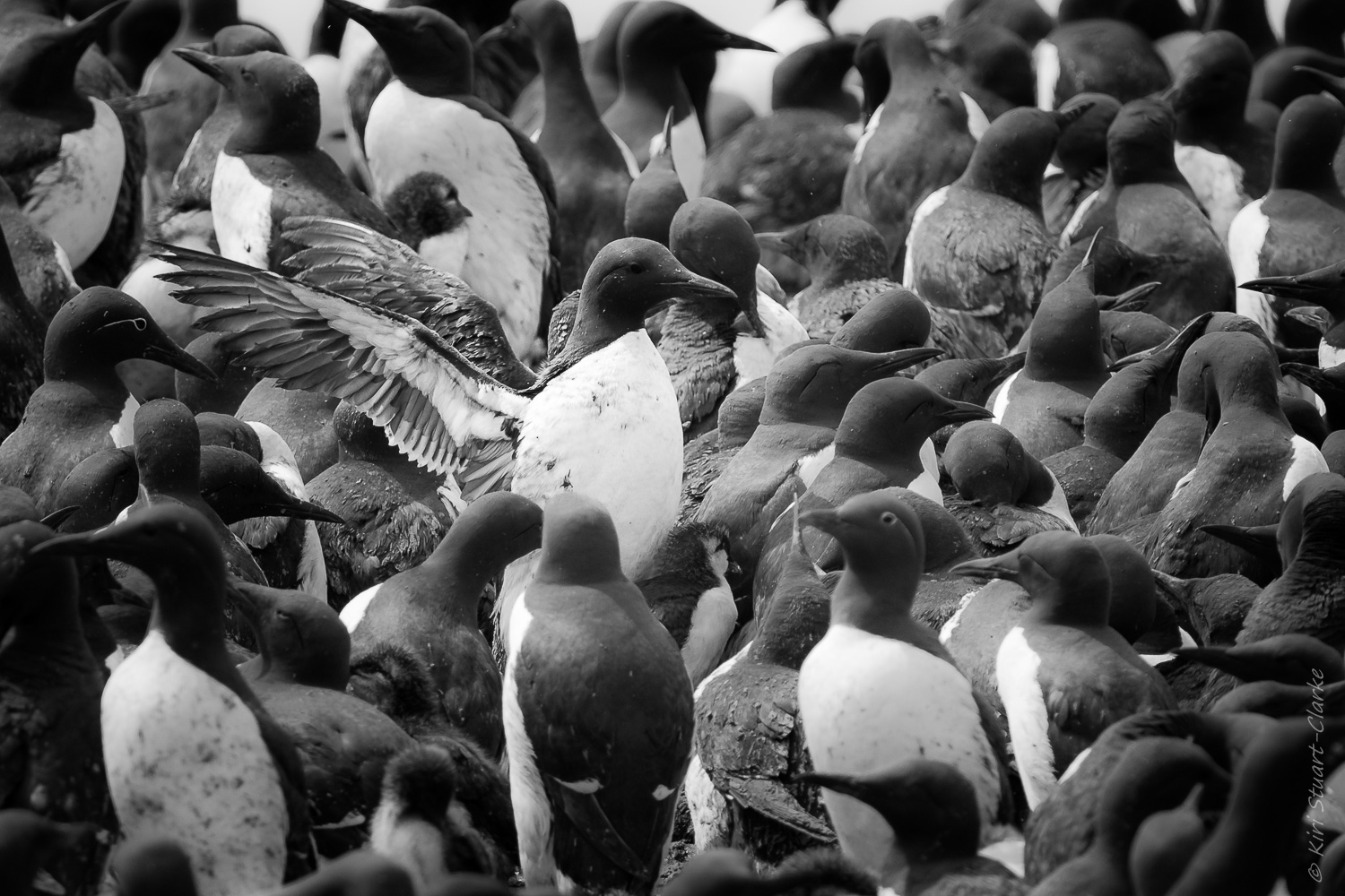 Guillemot - The Farne Isles