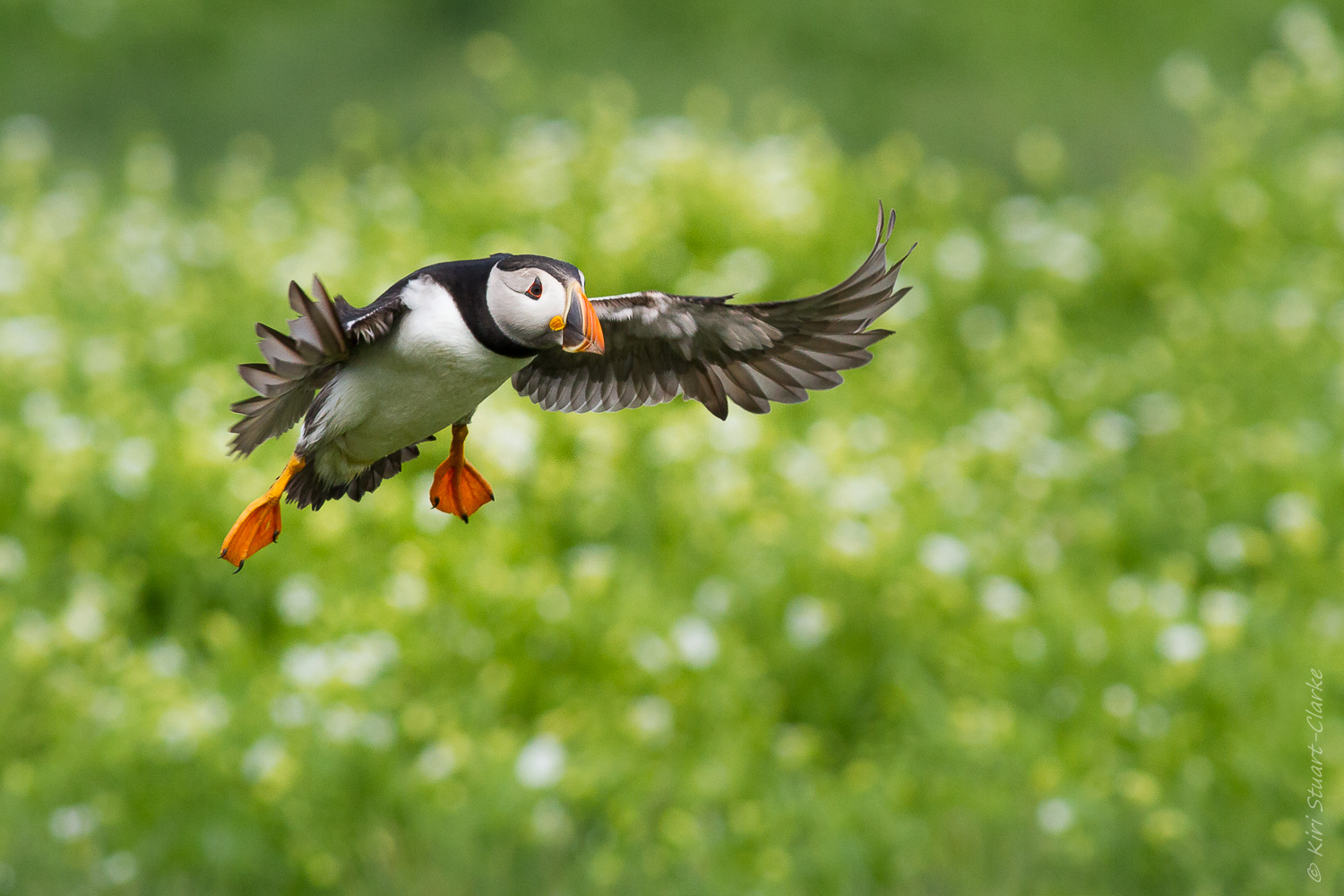 Puffin - The Farne Isles