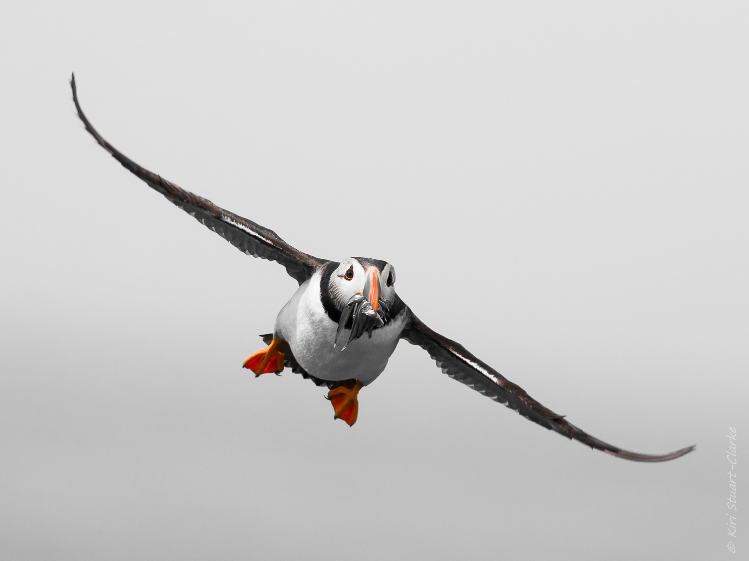Puffin - The Farne Isles