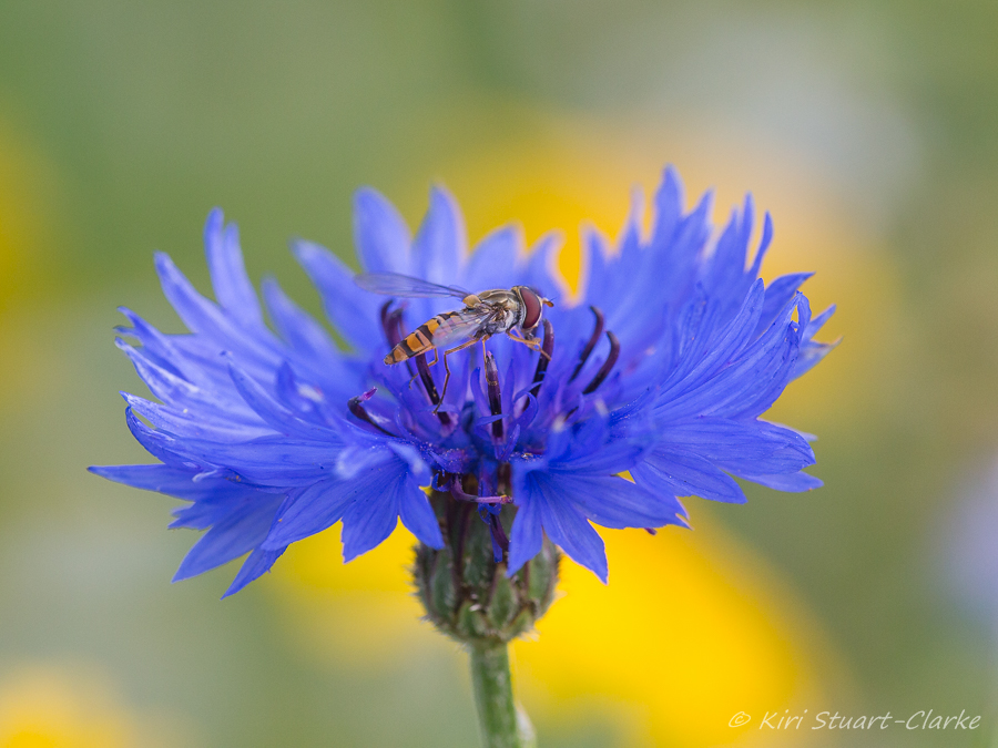  Hoverfly on cornflower 