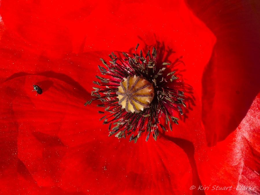  Red Poppy and beetle 