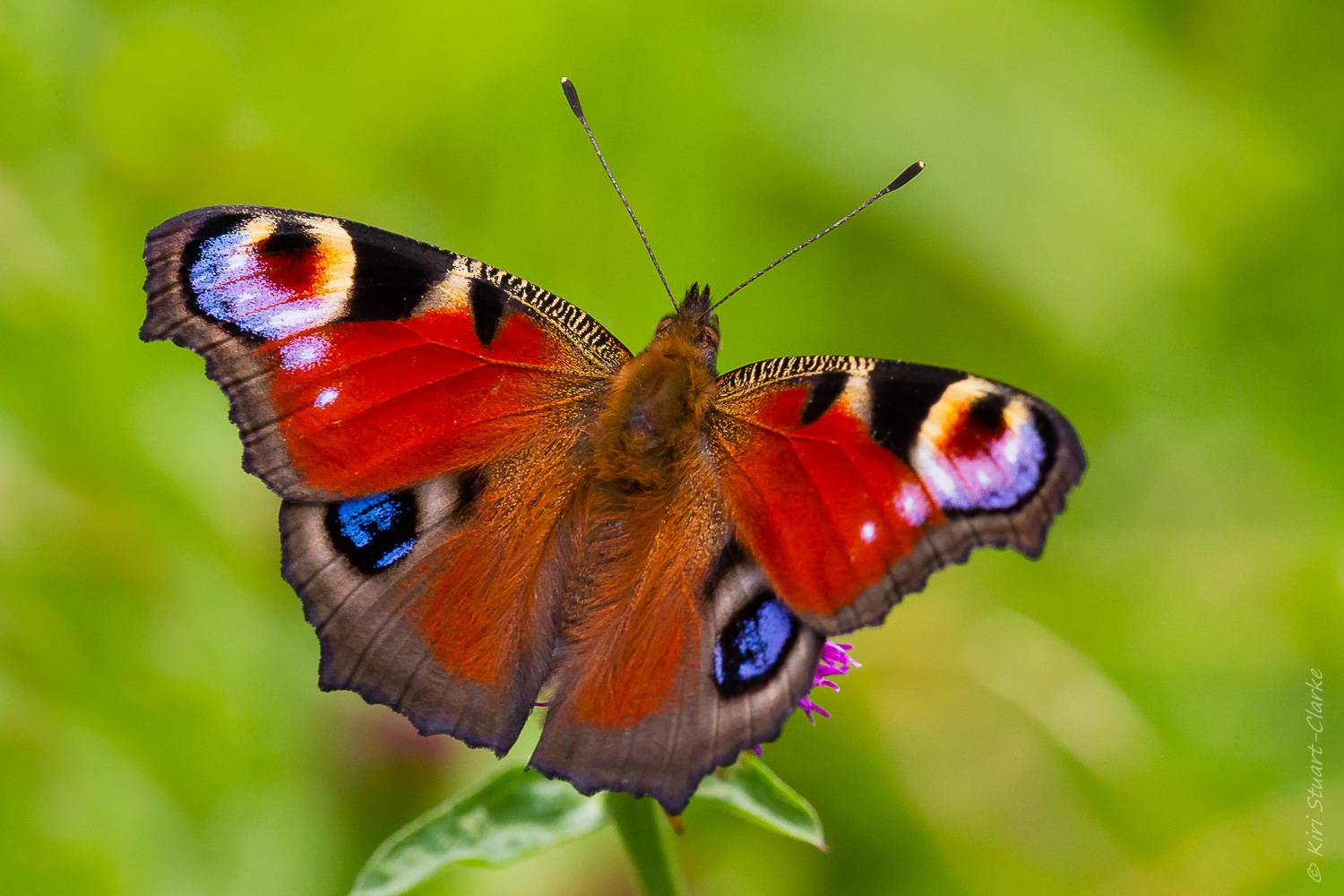 Peacock Butterfly Basking