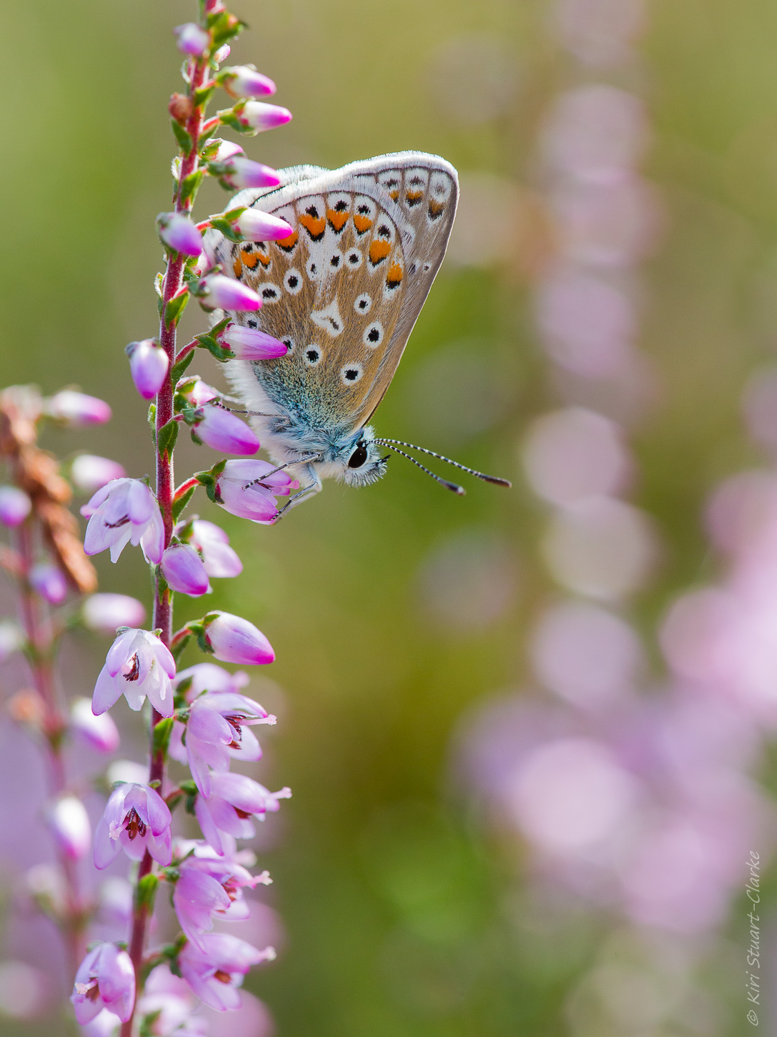 Common Blue Butterfly On Heather