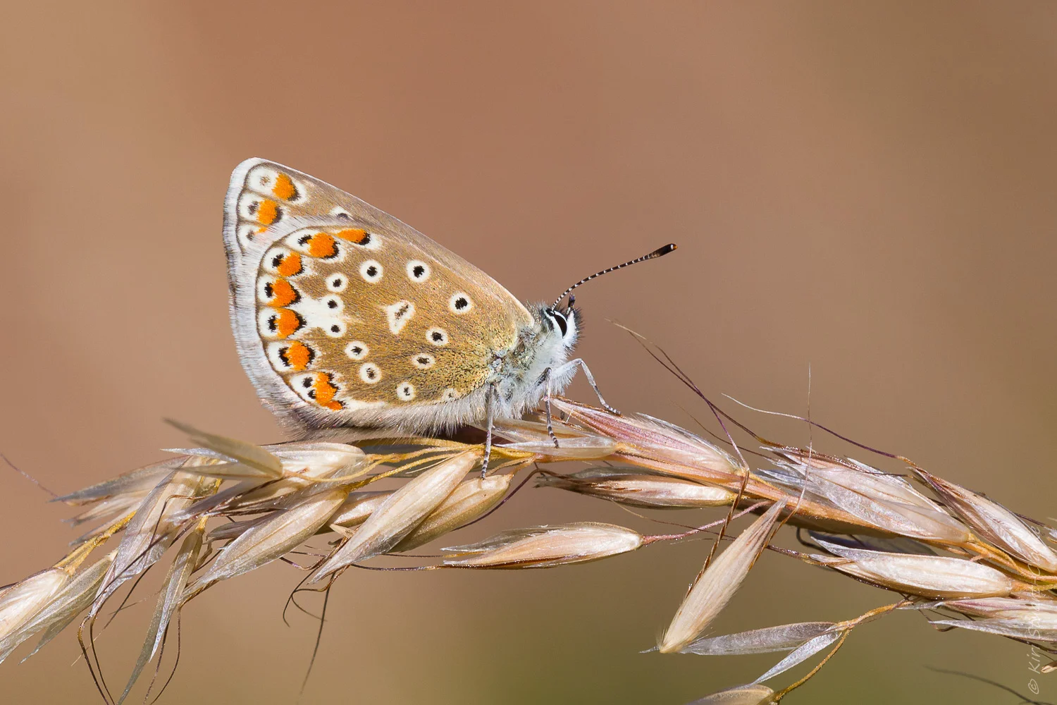 Common Blue Butterfly