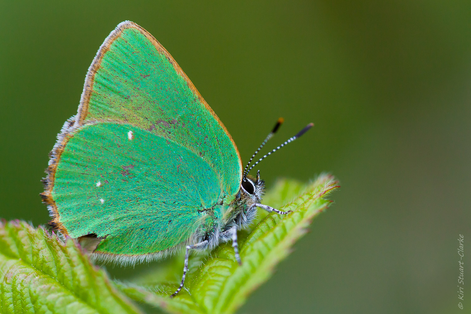 Green Hairstreak Butterfly