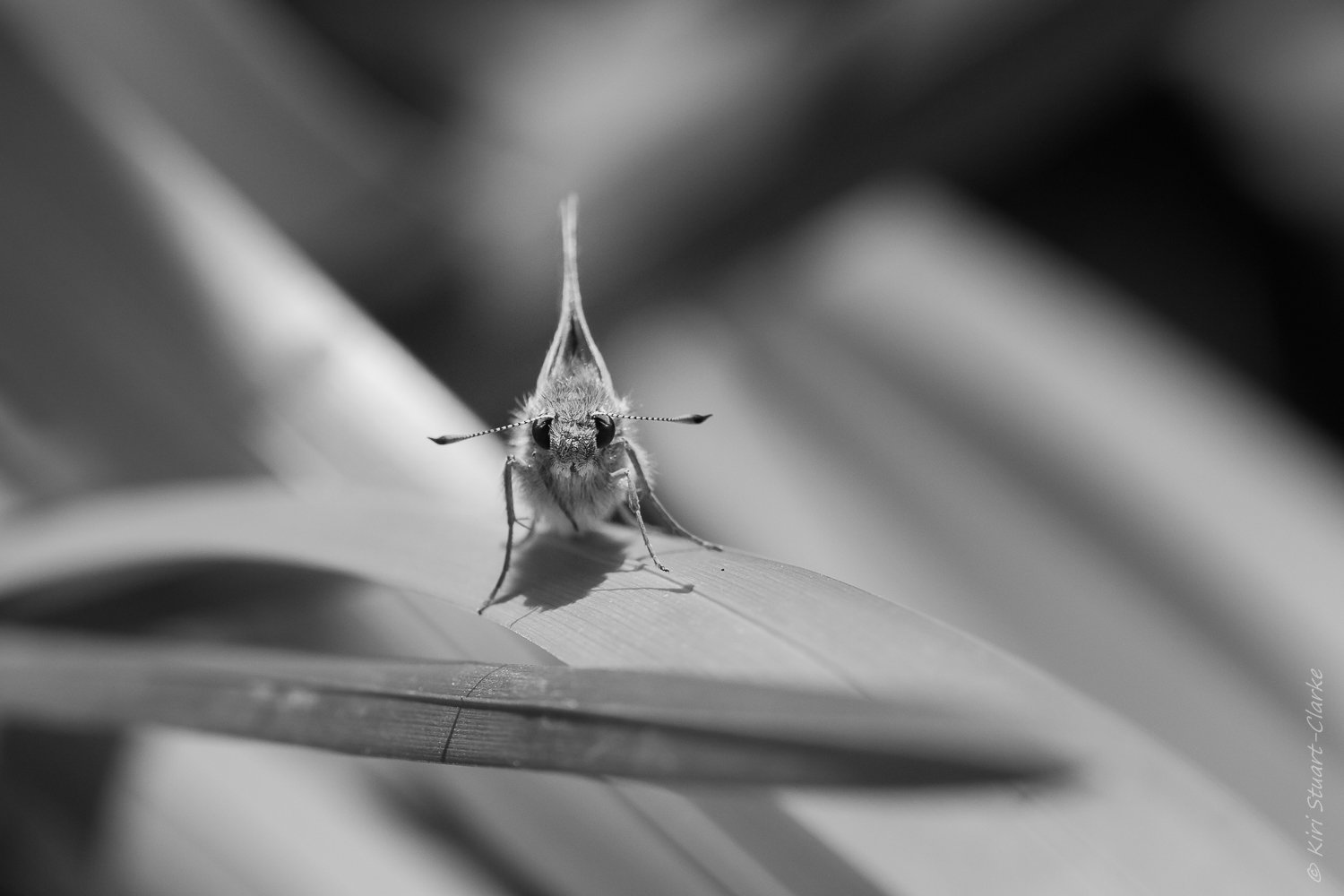 Large Skipper Butterfly